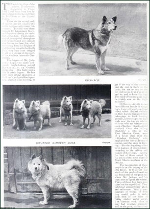 Item #509066 The Jackson-Harmsworth Sledge Dogs. Several pictures and accompanying text, removed...