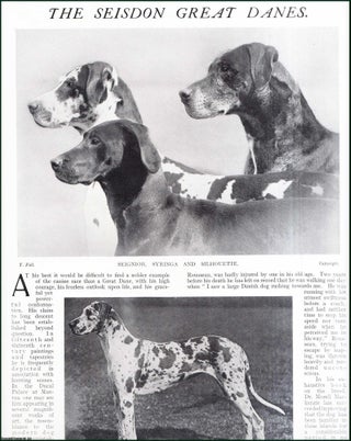 Item #509097 The Seisdon Great Danes. Several pictures and accompanying text, removed from an...