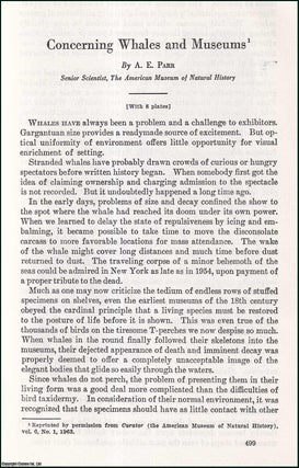 Item #510907 Concerning Whales & Museums. An uncommon original article from the Report of the...