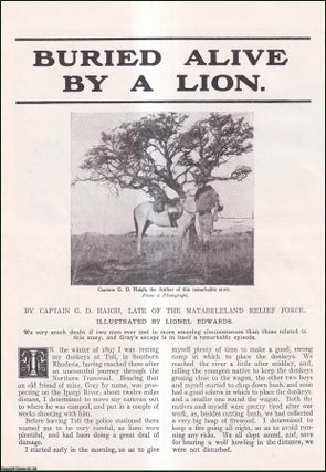 Item #511369 Buried Alive By A Lion. An uncommon original article from the Wide World Magazine,...