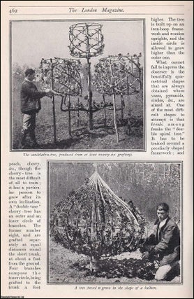 Item #511647 Topiary. A Freak-Tree Farm, Paris. An uncommon original article from the Harmsworth...