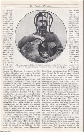 Item #511667 Taming Lions. An uncommon original article from the Harmsworth London Magazine,...