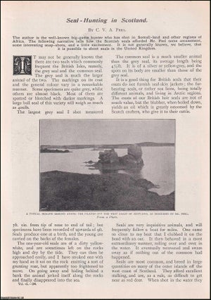 Item #511702 Seal Hunting in Scotland. An uncommon original article from the Wide World Magazine...