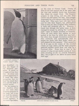 Item #511763 Penguin and their Ways in the South Polar Region. An uncommon original article from...