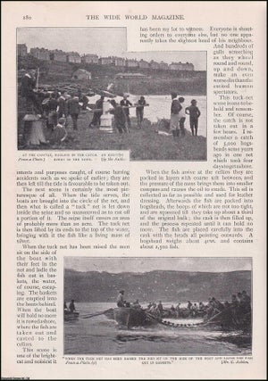 Item #511802 Pilchard Fishing at St. Ives, Cornwall. An uncommon original article from the Wide...