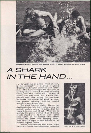 Item #512351 A Shark in the Hand : Brazilian underwater swimmers & fisherman catching sharks...