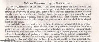 Item #512480 Crustacea : on the development of the Shell of a Crab ; shedding the Exuviae ; the...