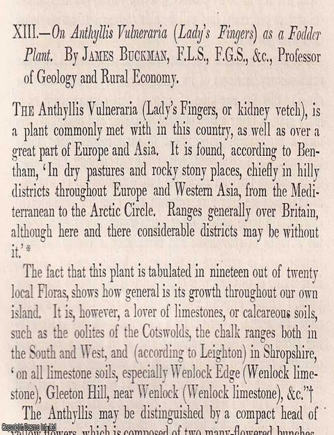 Item #512713 Anthyllis Vulneraria (Lady's Fingers, of kidney vetch) as a Fodder Plant. An...