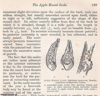Item #512741 The Apple Mussel Scale (Mytilaspis pomorum). An original article from the Journal of...