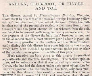 Item #512750 Anbury, Club-Root, or Finger & Toe : a disease caused by Plasmodiophora Brassicoe,...