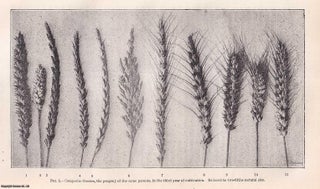 Item #512771 Cross-Fertilisation of Cereals. An original article from the Journal of the Royal...
