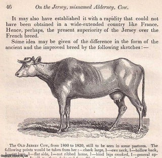 Item #512780 The Jersey, nisnamed Alderney, Cow. An original article from the Journal of the...