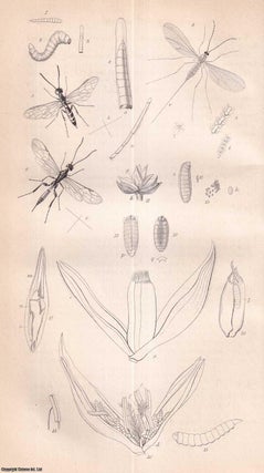 Item #512817 Various Insects affecting the Corn-Crops, Including a Saw-Fly, the Hessian Fly, the...