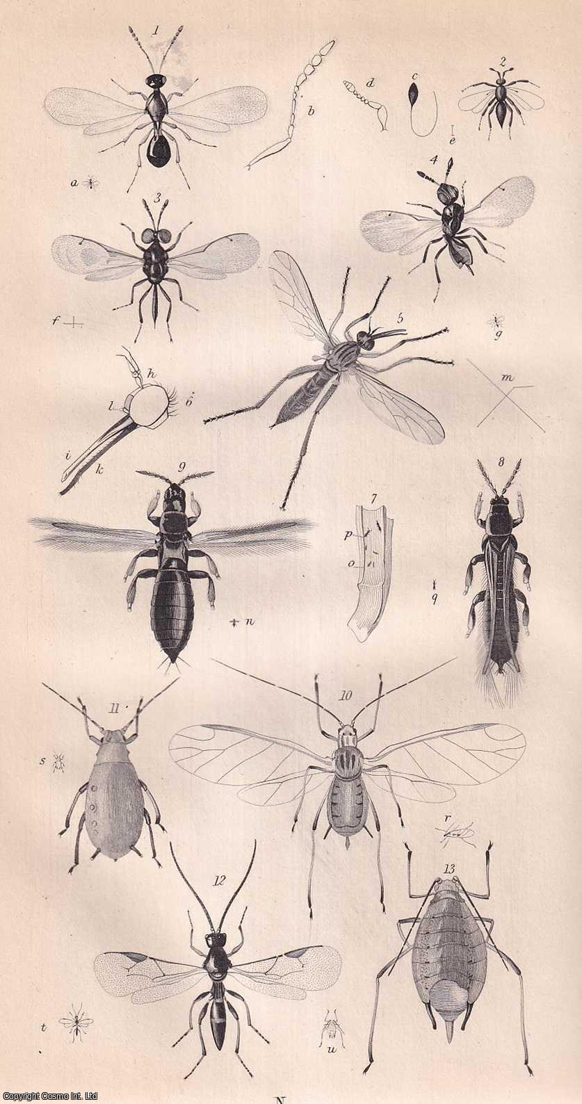 Corn Bin Insects Various Insects affecting the Corn-Crops, Including the Parasitic ...