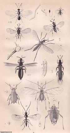 Item #512837 Various Insects affecting the Corn-Crops, Including the Parasitic Enemies of the...