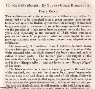 Item #512844 1846. White Mustard. An original article from the Journal of the Royal Agricultural...
