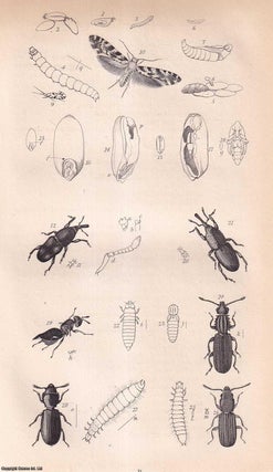 Item #512846 Insects affecting the Corn-crops in the Field & Granary, including Moths, Weevils &...