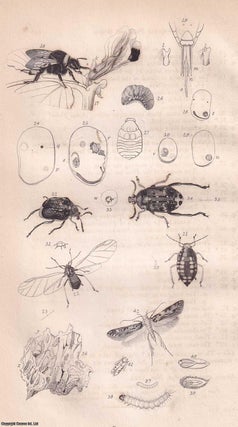 Item #512862 Observations on the Natural History & Economy of the Insects affecting the Peas &...