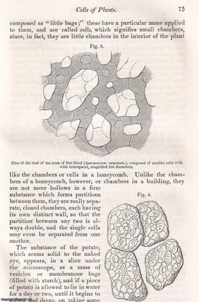 Item #512904 Vegetable Physiology : the Yeast-plant Fermentation ; the Microscope ; Microscopical...