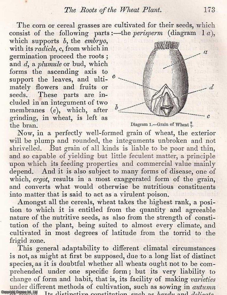 Item #512908 The Roots of the Wheat Plant. An original article from the Journal of the Royal...