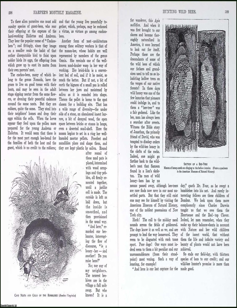 Item #515597 Hunting Wild Bees. By Henry C. McCook, D.D., Sc.D., LL.D. An original article from...