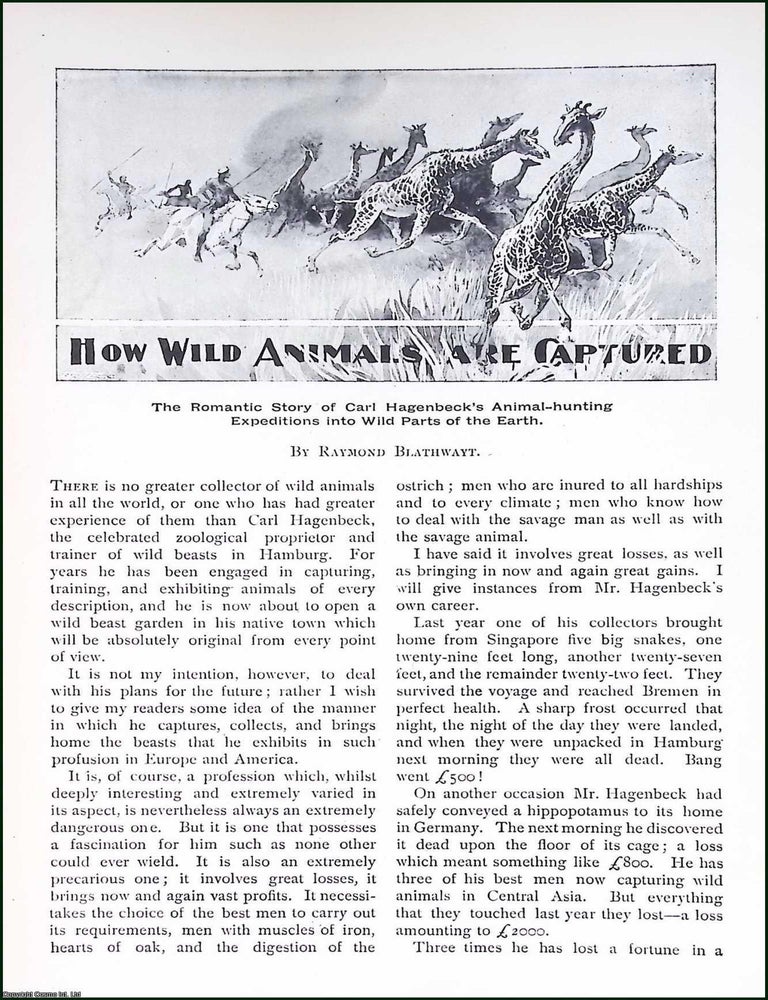 Item #515950 How Wild Animals are Captured. By Raymond Blathwayt. An original article from...