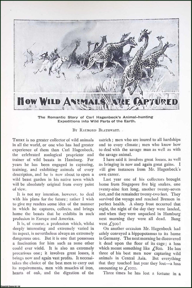 Item #515950 How Wild Animals are Captured. By Raymond Blathwayt. An original article from...