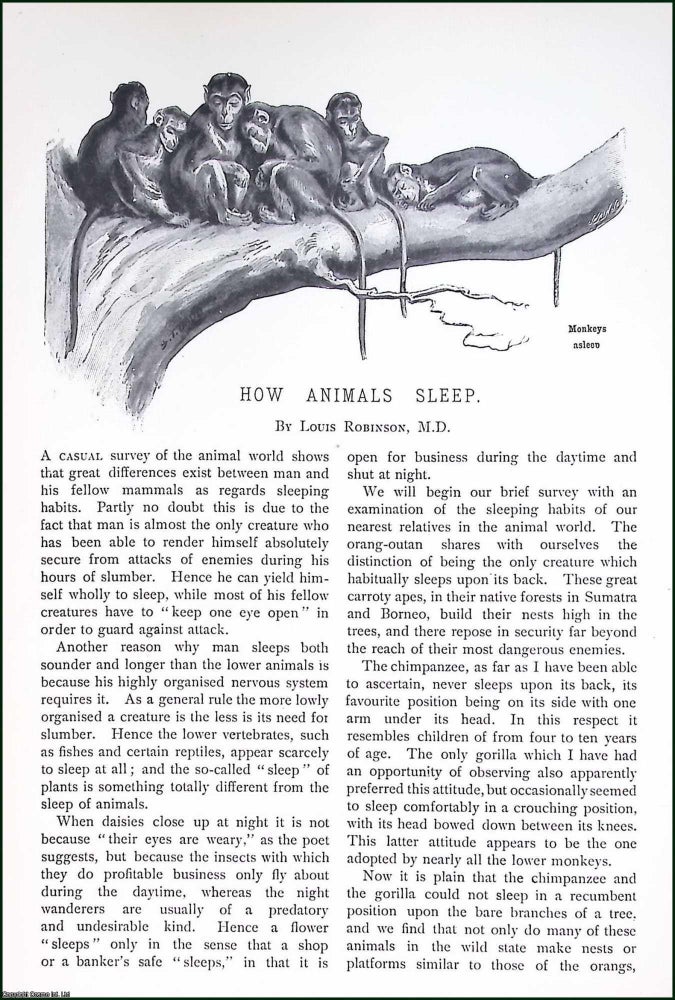 Item #516086 How Animals Sleep. By Louis Robinson, M.D. An original article from Pearsons...