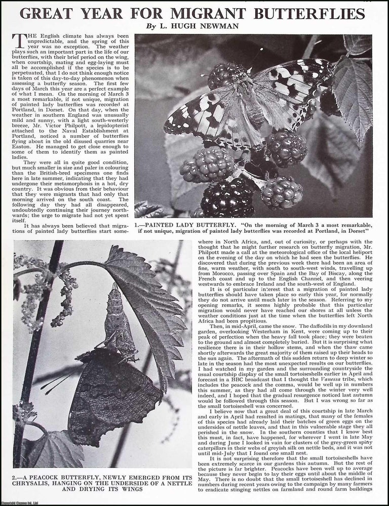 Item #516241 Great Year for Migrant Butterflies. By L. Hugh Newman. Several pictures and accompanying text, removed from an original issue of Country Life Magazine, 1966. BUTTERFLIES.