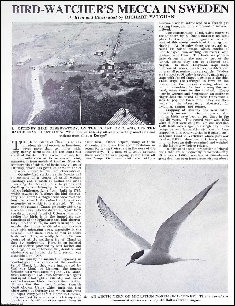 Item #516282 Bird-Watcher's Mecca in Sweden. By Richard Vaughan. Several pictures and...