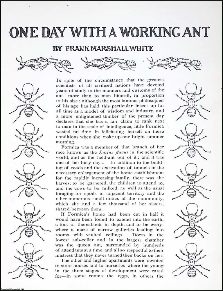 Item #516713 One Day with a Working Ant. By Frank Marshall White. An original article from...