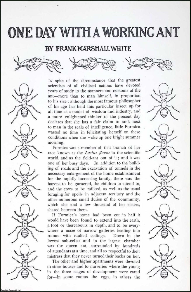 Item #516713 One Day with a Working Ant. By Frank Marshall White. An original article from...