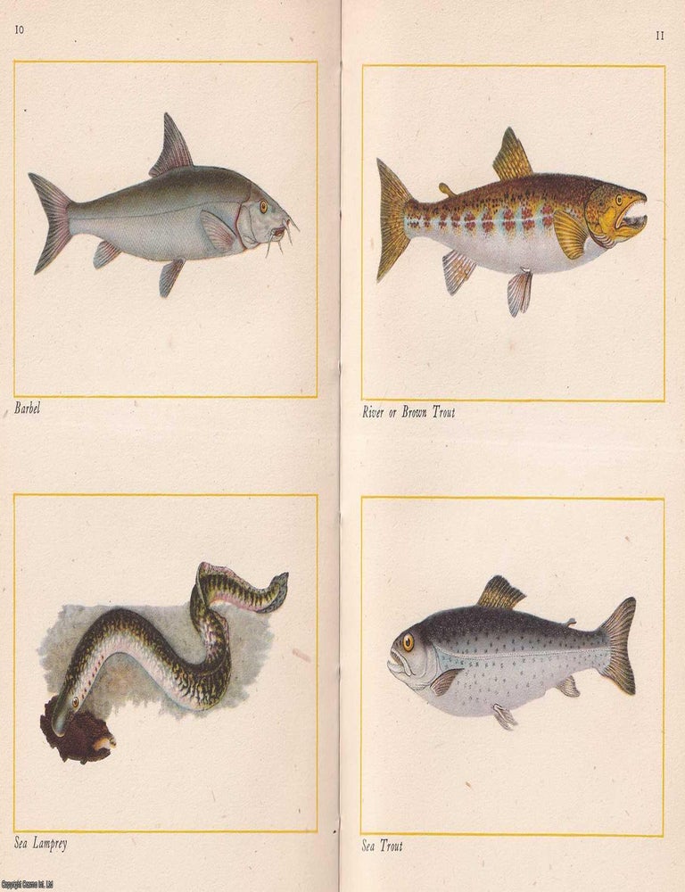 Item #516881 Fishes of Britain's Rivers and Lakes, by J.R. Norman. With 16 colour plates by...