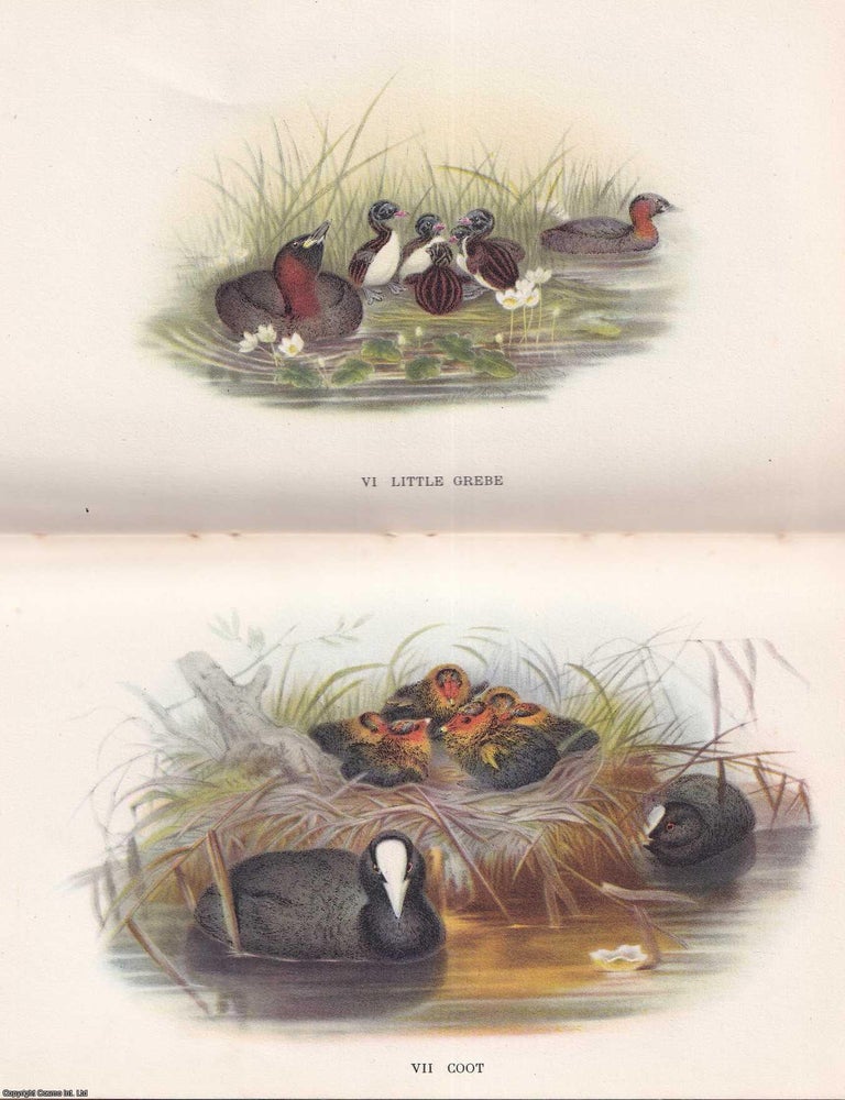 Item #516899 British Birds on Lake, River & Stream, by Phyllis Barclay-Smith. With 16 colour...