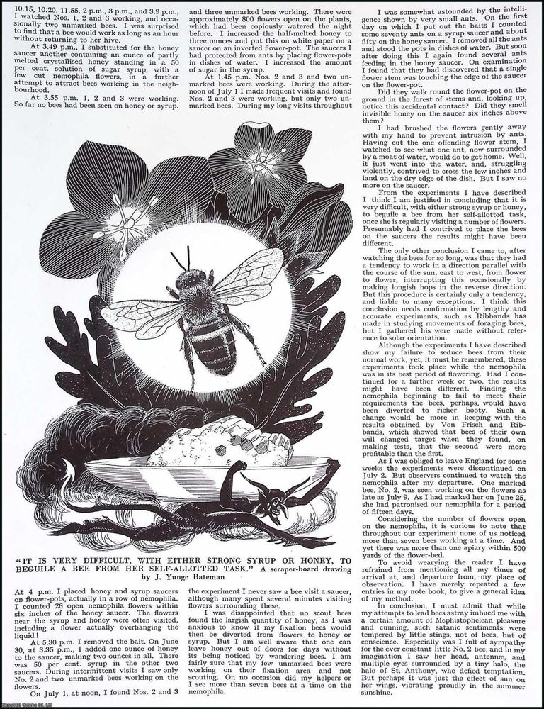 Item #517272 Bribing Bees. By C.N. Buzzard. Several pictures and accompanying text, removed from...