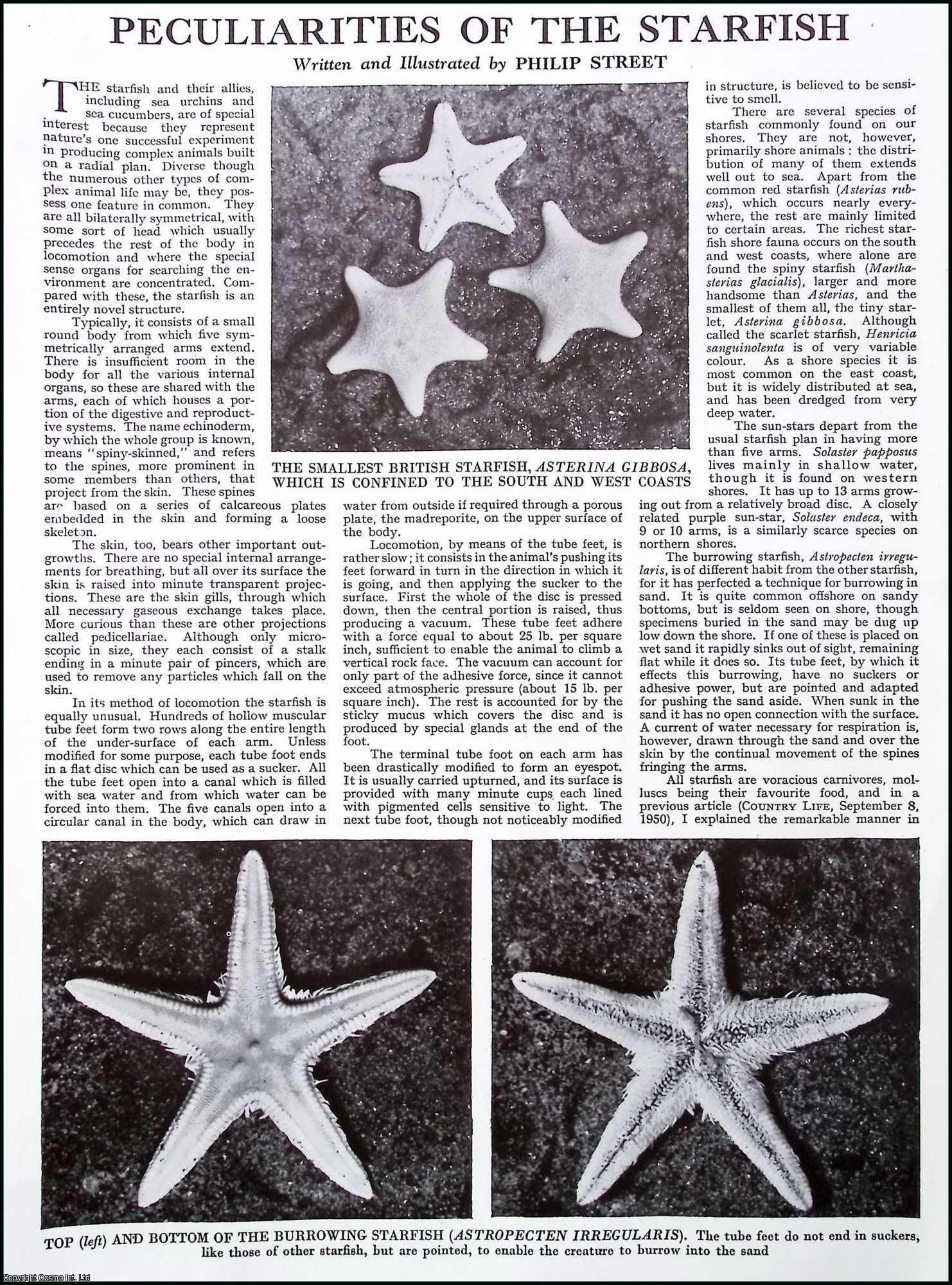 Peculiarities of the Starfish. By Philip Street. Several pictures and ...