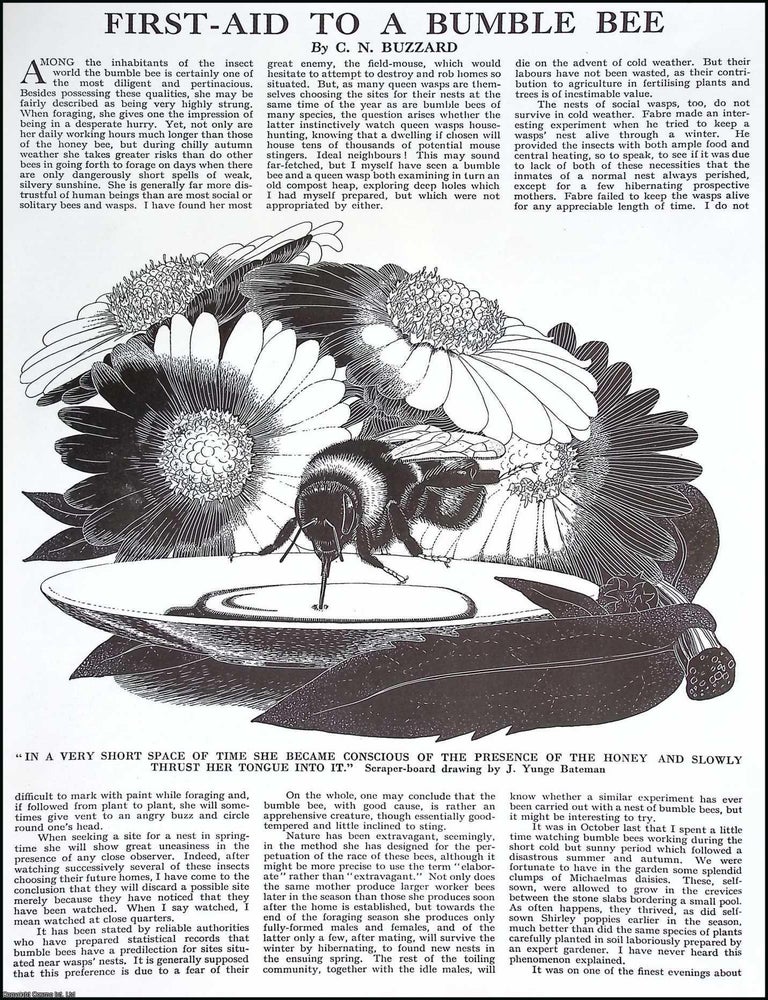 Item #517322 First-Aid to a Bumble Bee. By C.N. Buzzard. Several pictures and accompanying text,...