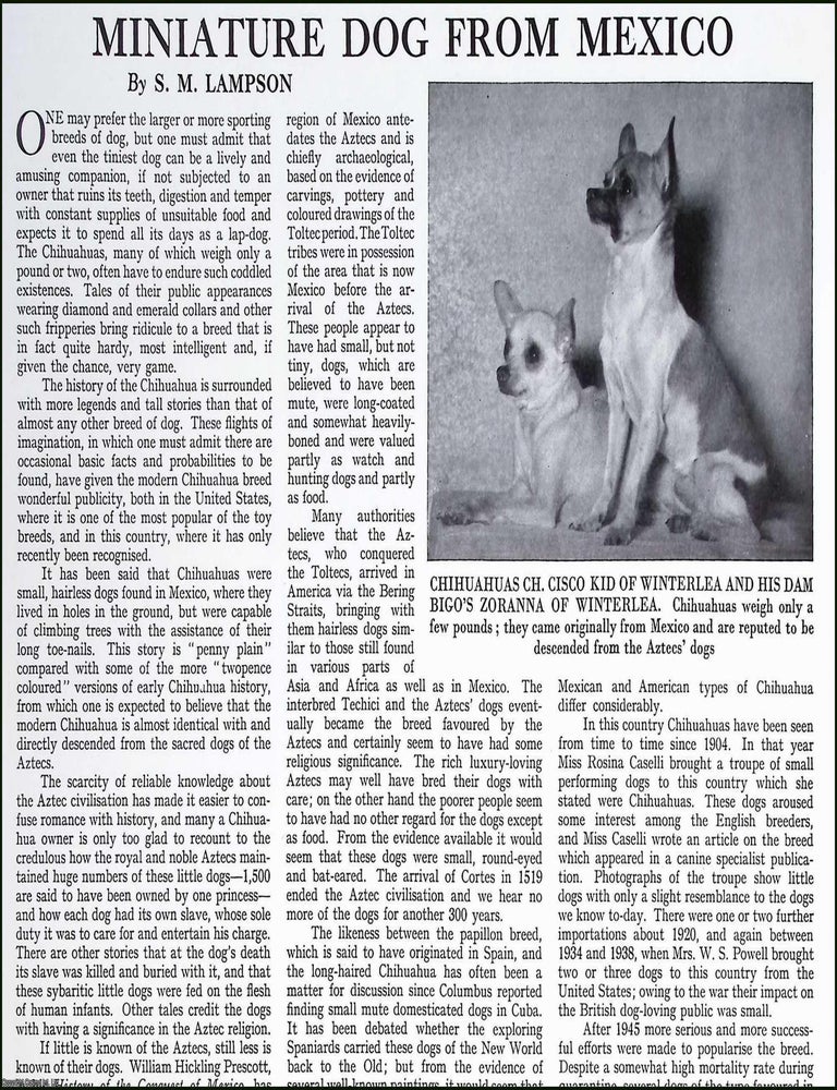 Item #519668 Miniature Chihuahua Dog from Mexico. Several pictures and accompanying text, removed...