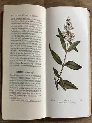 Wayside and Woodland Blossoms : A Guide to British Wild Flowers. By Edward Step.