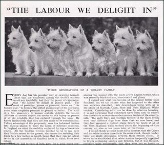 Item #609148 Dogs, the Labour we Delight In. Several pictures and accompanying text, removed from...