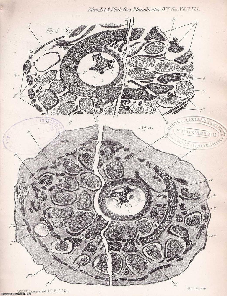 Item #615630 The Organisation of Volkmannia Dawsoni, an undescribed Verticillate Strobilus from...