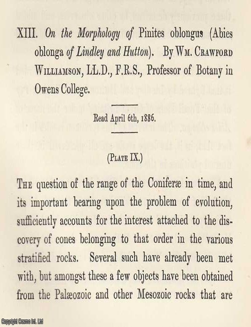 Item #615750 The Morphology of Pinites Oblongus (Abies Oblonga of Lindley and Hutton). An...