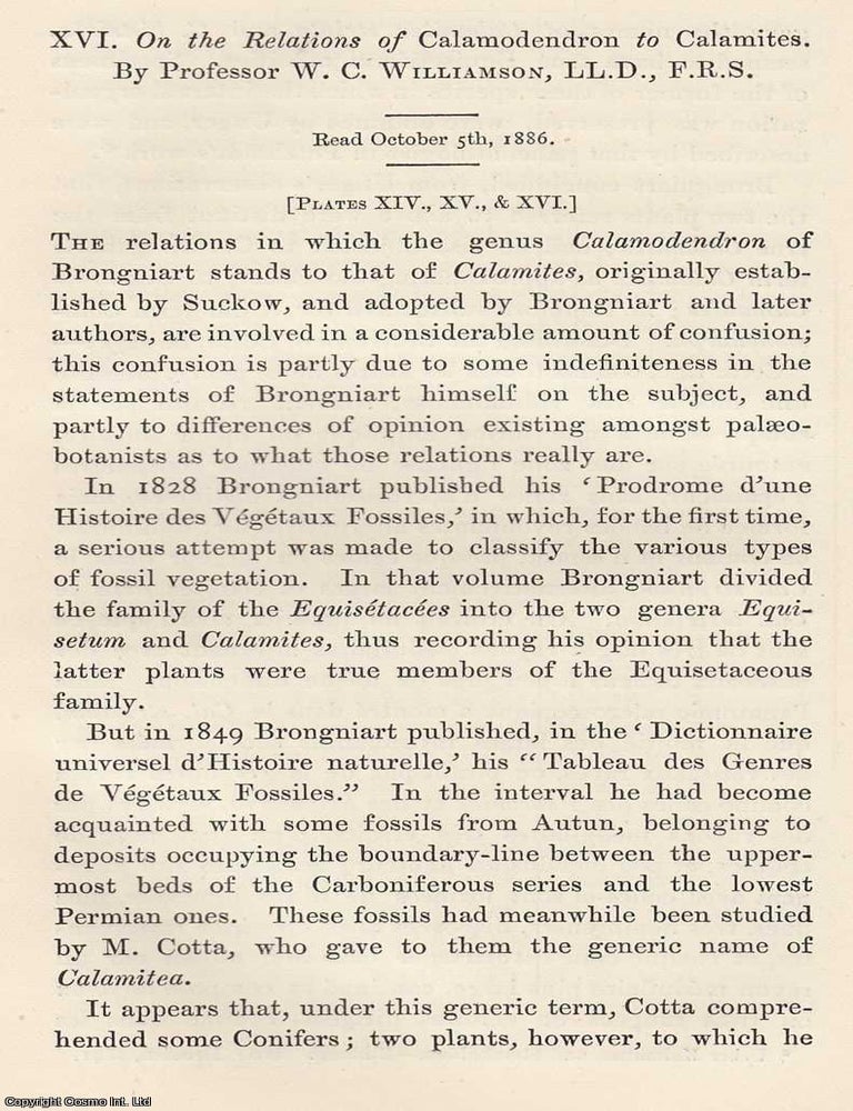 Item #615753 The Relations of Calamodendron to Calamites. An original article from the Memoirs of...