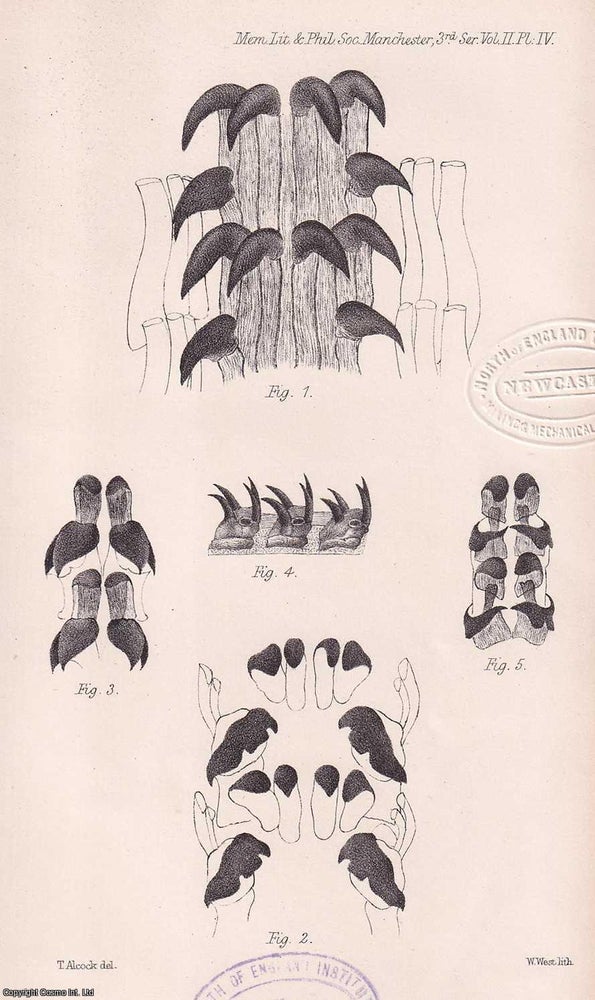 Item #615759 The Tongues of Mollusca. An original article from the Memoirs of the Literary and...