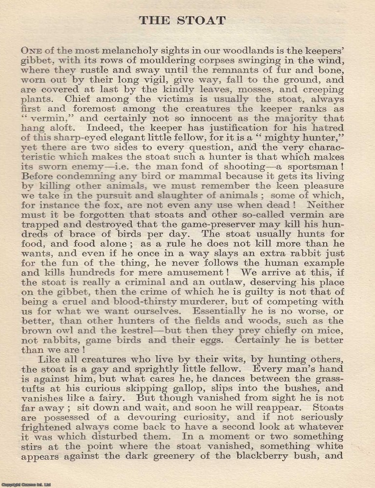 Item #616922 The Stoat. By Frances Pitt. An original article from The National Review, 1920. ERMINE
