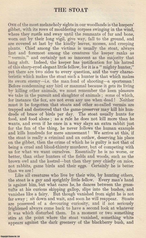 Item #616922 The Stoat. By Frances Pitt. An original article from The National Review, 1920. ERMINE