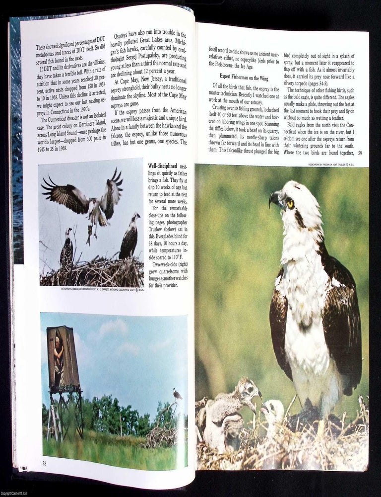 Item #626688 The Osprey: Endangered World Citizen. An original article from the National...