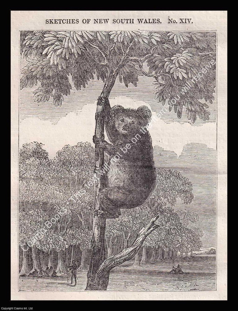 Item #639428 Australia, The Koala : Animals Called Monkeys in New South Wales. An 1836 original...