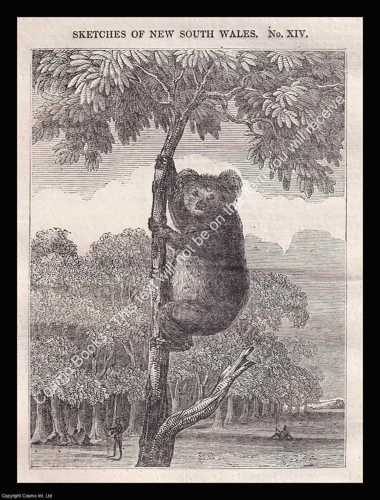 Item #639428 Australia, The Koala : Animals Called Monkeys in New South Wales. An 1836 original...