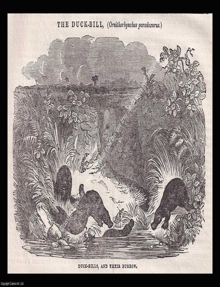 Item #639434 Australia, Duck-Bills, Ornithorhynchus Paradoxurus, and their Burrows. An 1836...